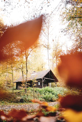 Cozy wooden cabin surrounded by lush green forest in Colombia during golden hour.