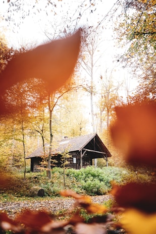 Cozy wooden cabin surrounded by lush green Ardennes forest in autumn.