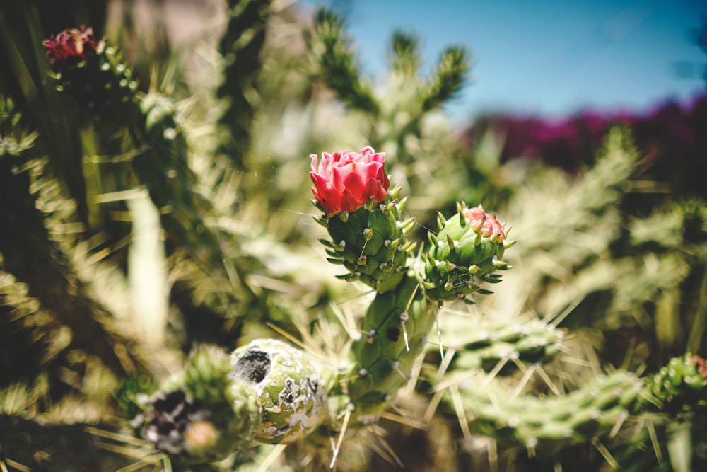 red flower in tilt shift lens