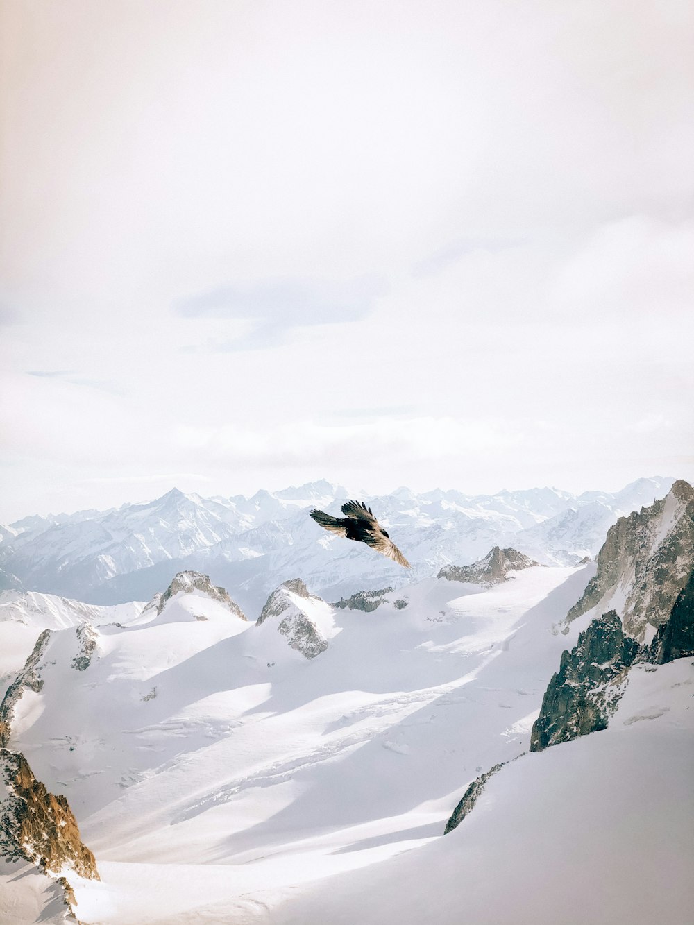 pássaro preto voando sobre a montanha coberta de neve durante o dia