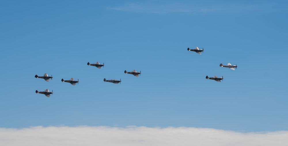 four white birds flying under blue sky during daytime