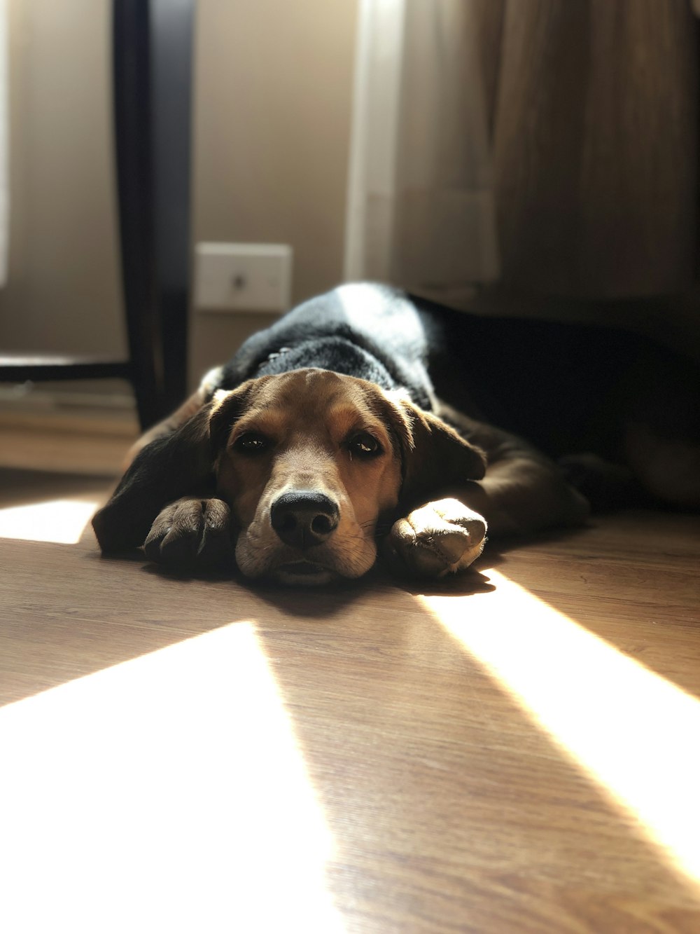 black brown and white short coated dog lying on brown wooden floor