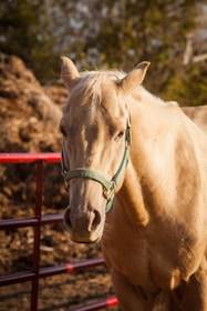 A light-colored horse stands in front of a red metal fence, wearing a green halter. The background consists of blurred trees and natural surroundings in earthy tones.