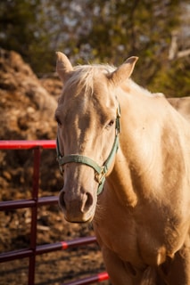 A light-colored horse stands in front of a red metal fence, wearing a green halter. The background consists of blurred trees and natural surroundings in earthy tones.
