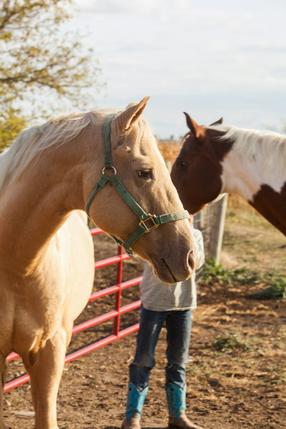 Persona con camisa blanca y jeans vaqueros azules de pie junto a Brown Horse durante el día