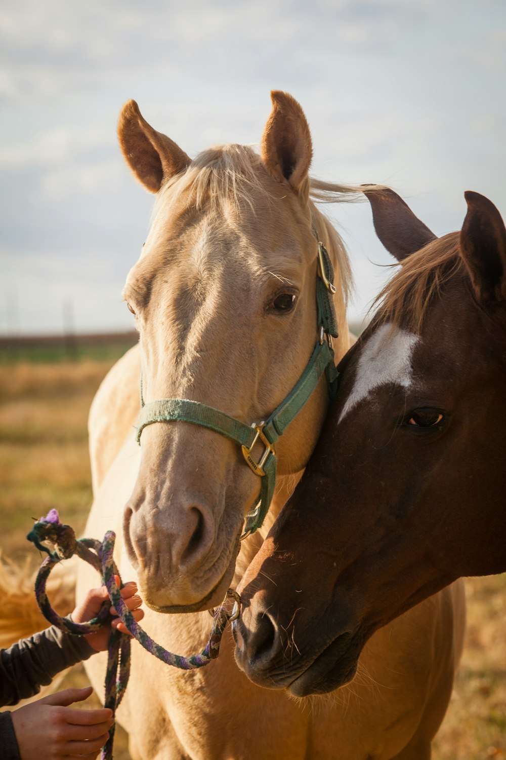 brown horse with brown leather strap on head