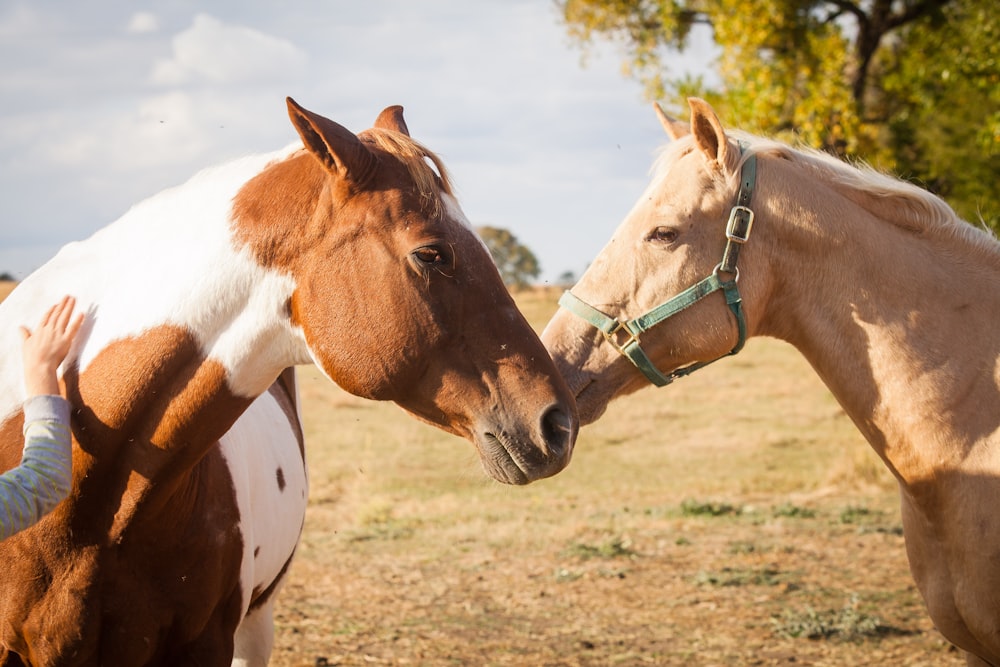 brown and white horse on brown field during daytime