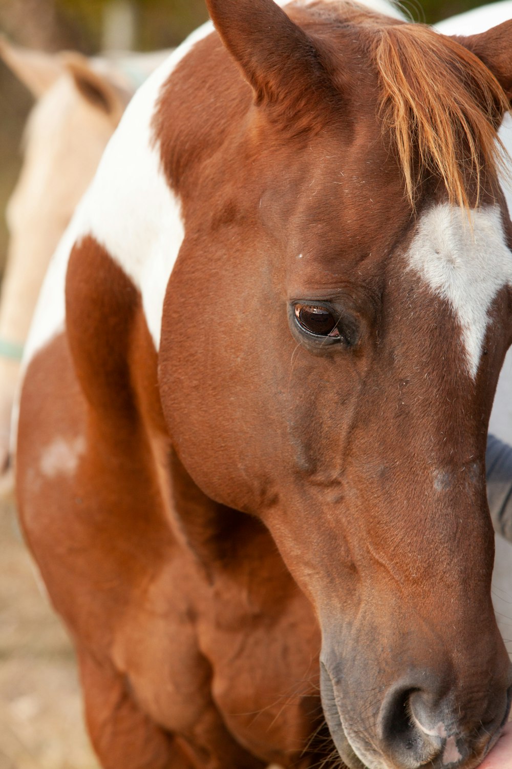 brown and white horse head