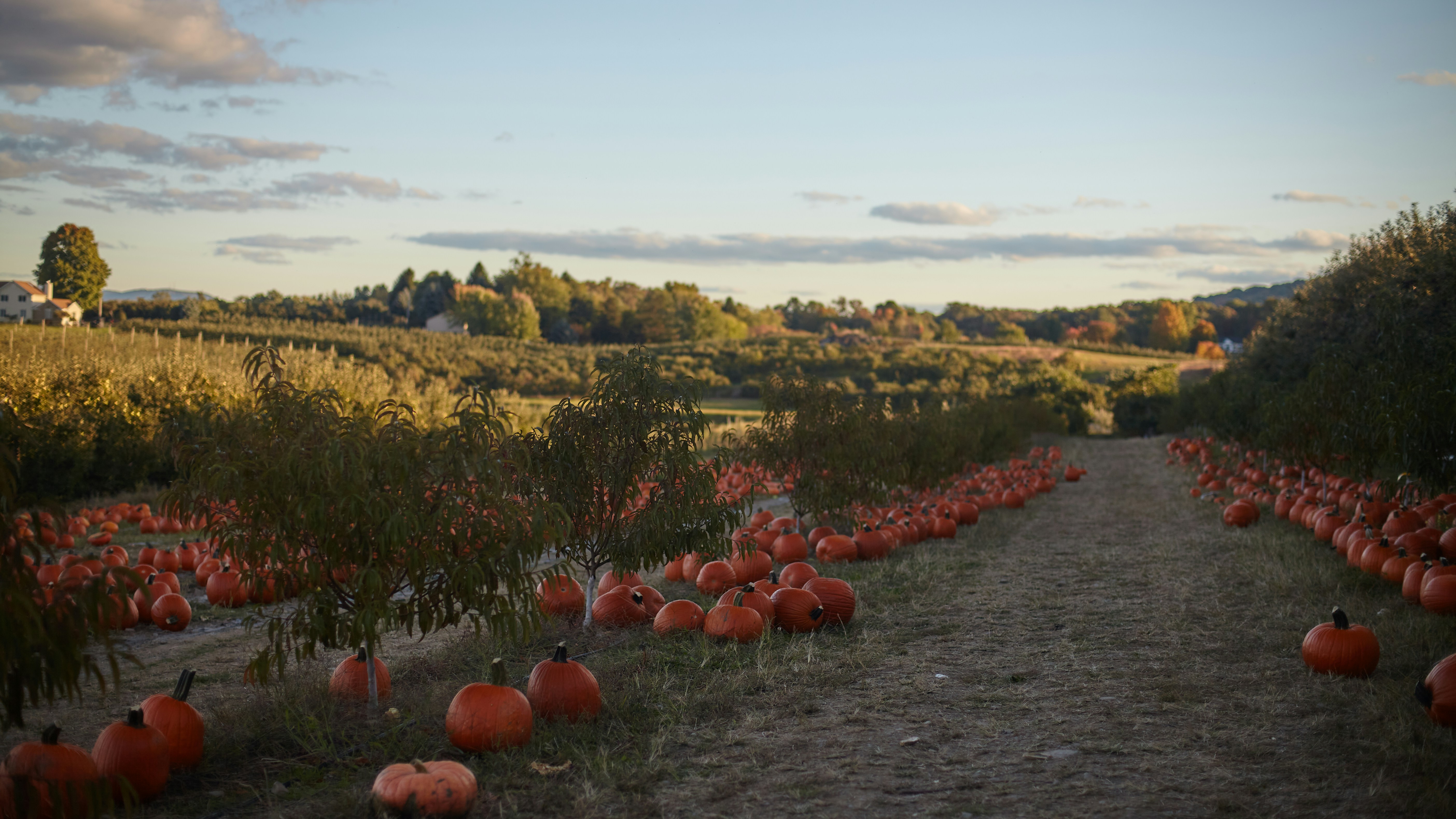 Citrouilles rouges sur le champ d’herbe verte pendant la journée