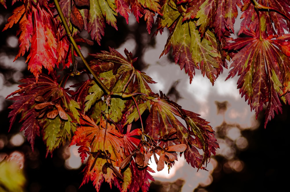 red and green leaves in tilt shift lens