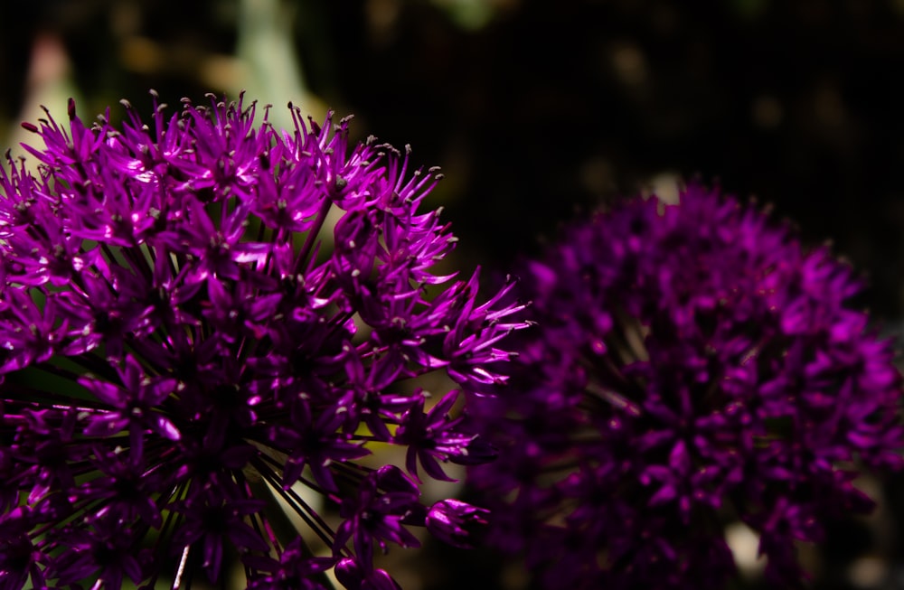 purple flowers in tilt shift lens