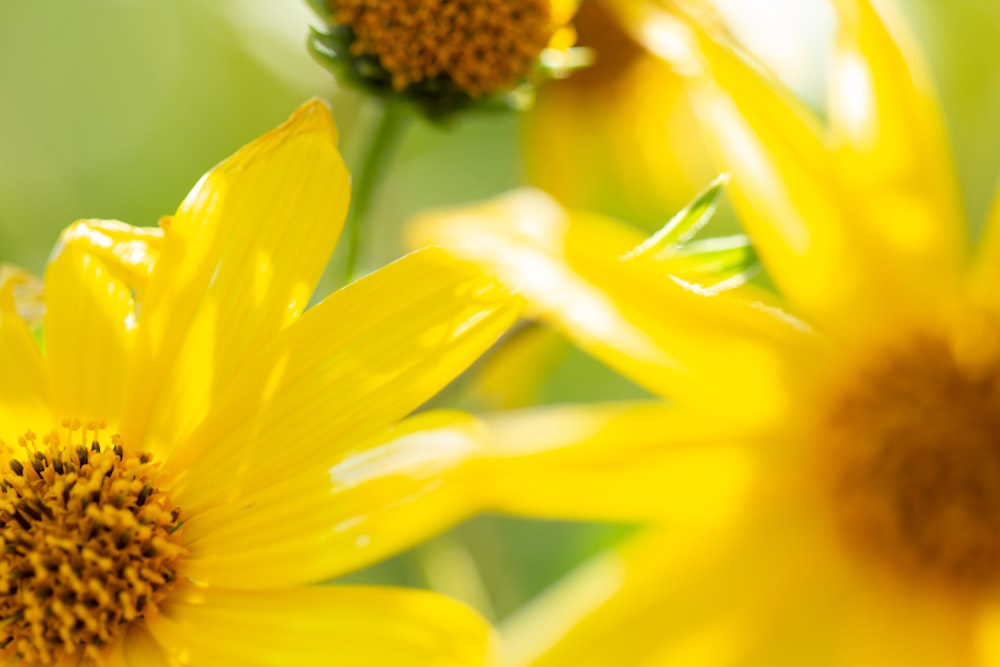 yellow sunflower in macro lens