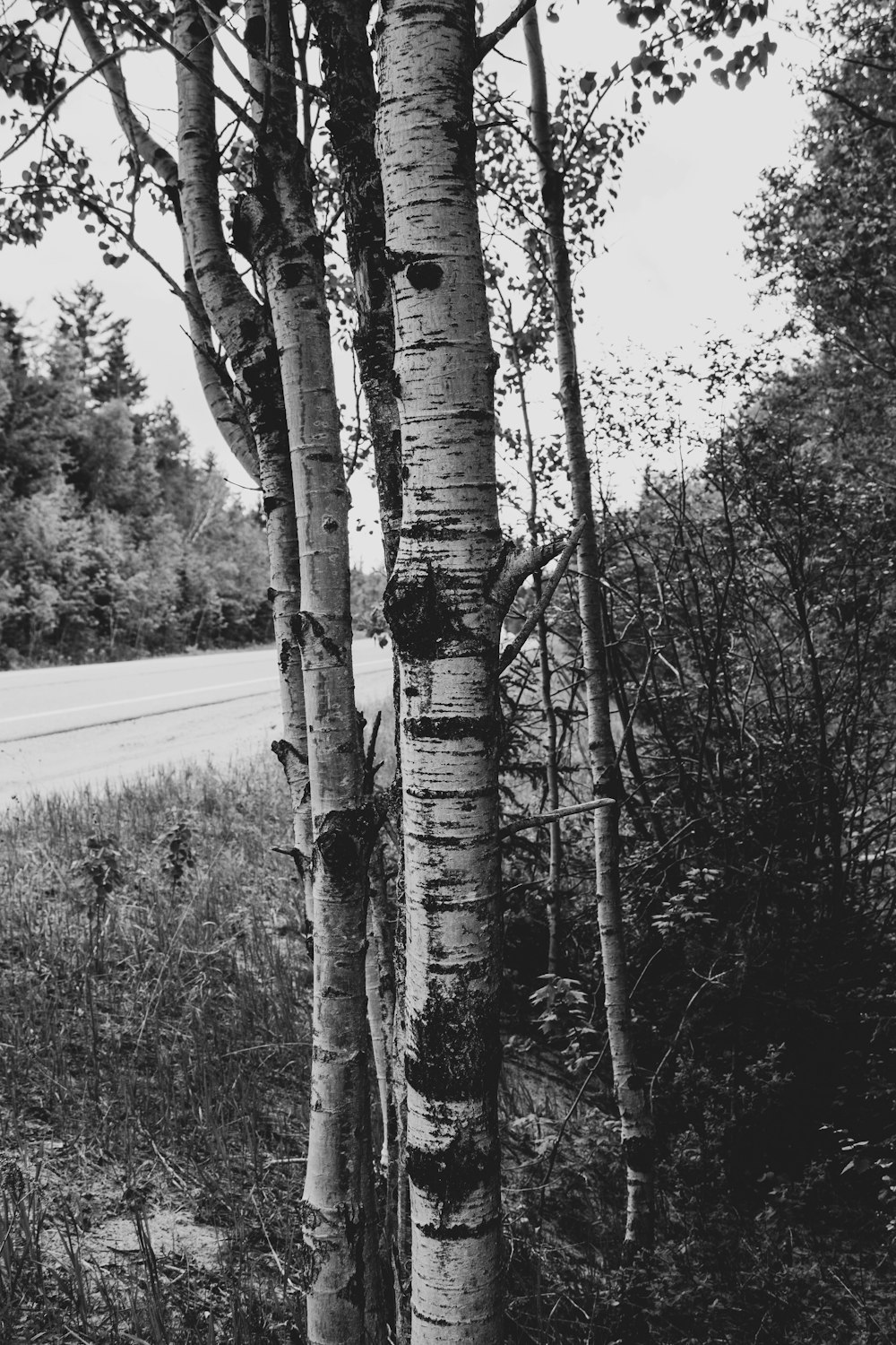 grayscale photo of trees on grass field