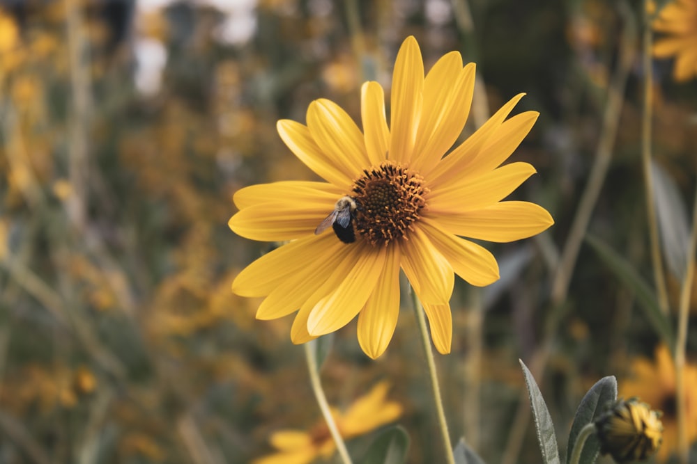 yellow sunflower in tilt shift lens