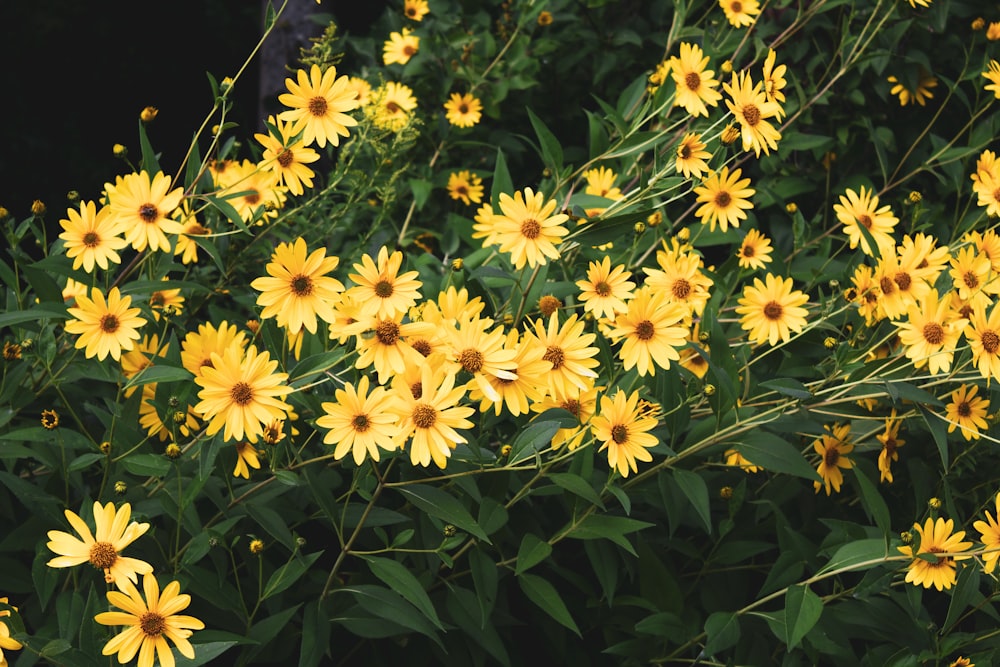 yellow flowers with green leaves