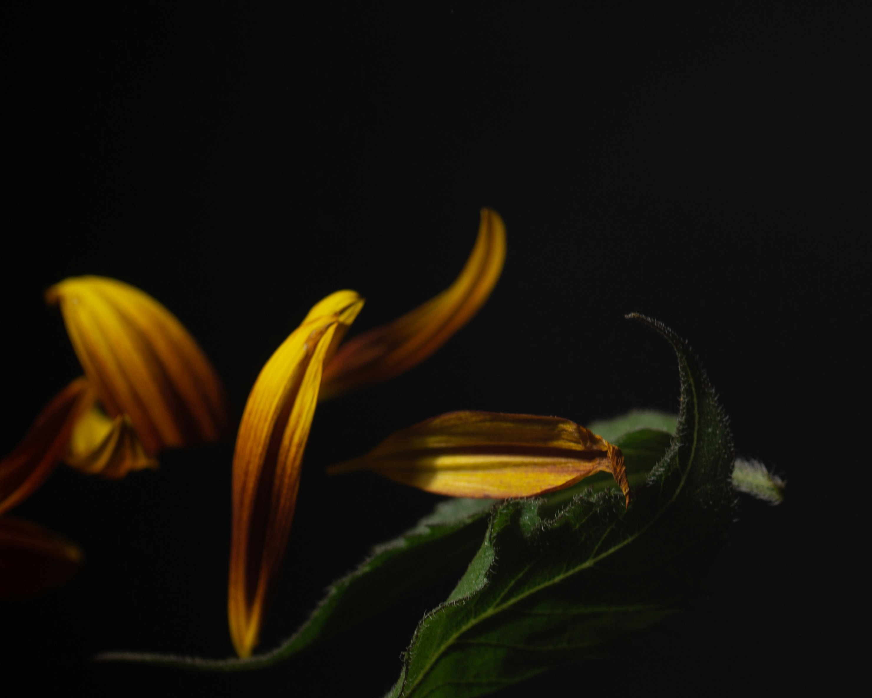 Photo by finchfeed_co