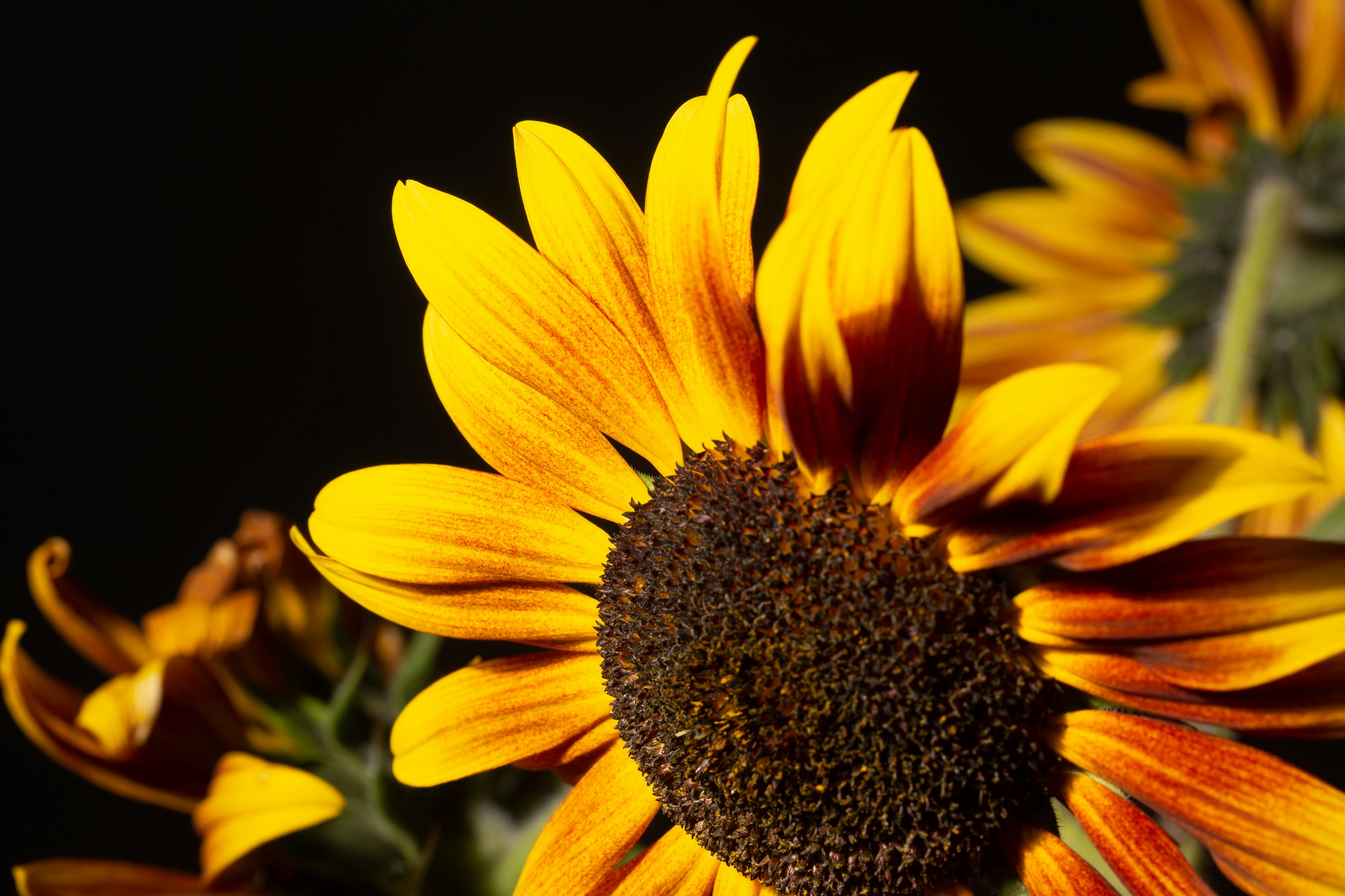 Photo by finchfeed_co