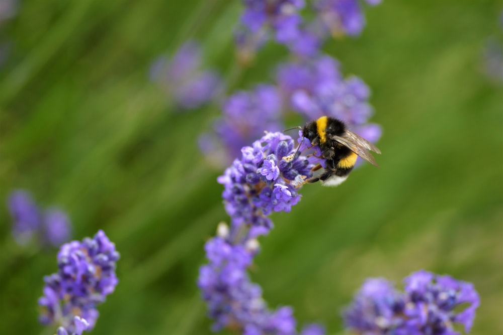 black and yellow bee on purple flower