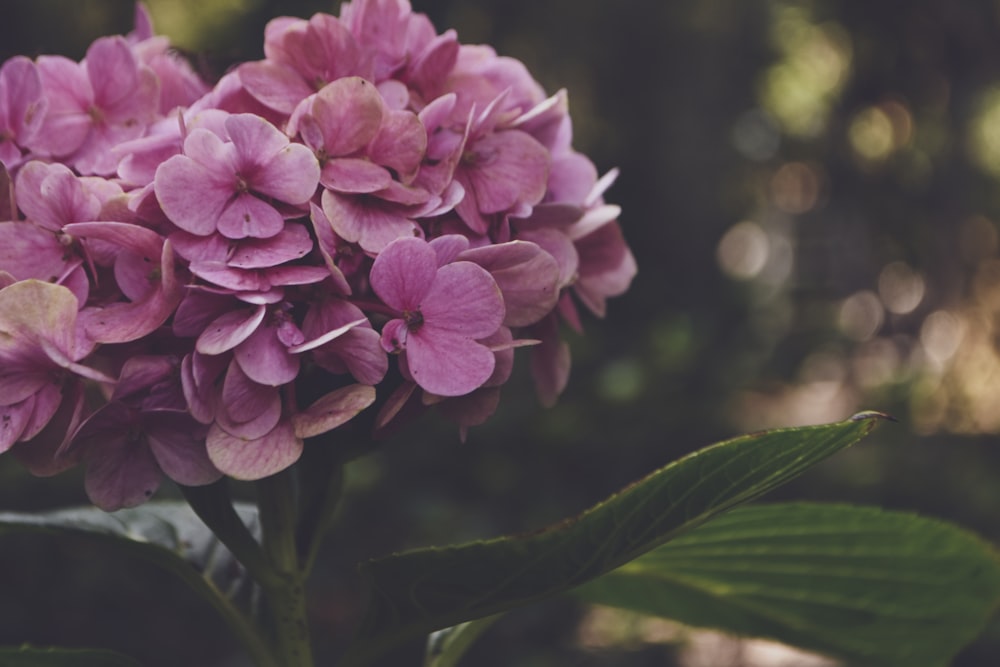 pink flower in tilt shift lens