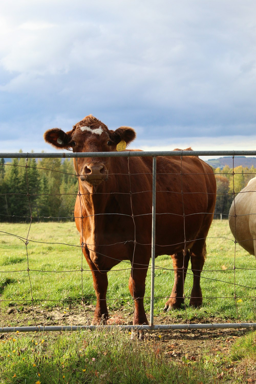 brown cow on green grass field during daytime