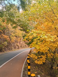 A winding road bordered by black and yellow striped bollards curves gently through a forest with leaves in rich hues of green and yellow, hinting at the autumn season. The lush trees create a canopy over the path, with sunlight filtering through the foliage.