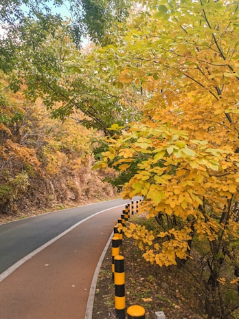 A winding road bordered by black and yellow striped bollards curves gently through a forest with leaves in rich hues of green and yellow, hinting at the autumn season. The lush trees create a canopy over the path, with sunlight filtering through the foliage.
