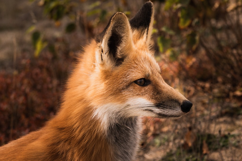 brown fox on gray rock during daytime