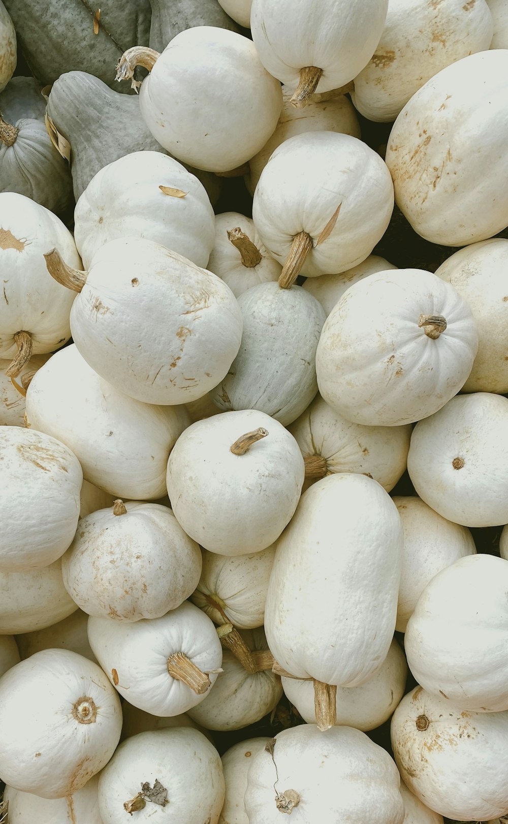 white garlic on brown wooden table