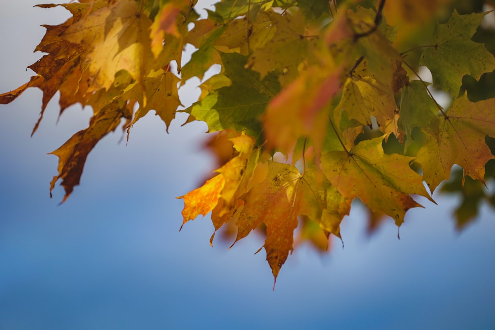 yellow and green maple leaves