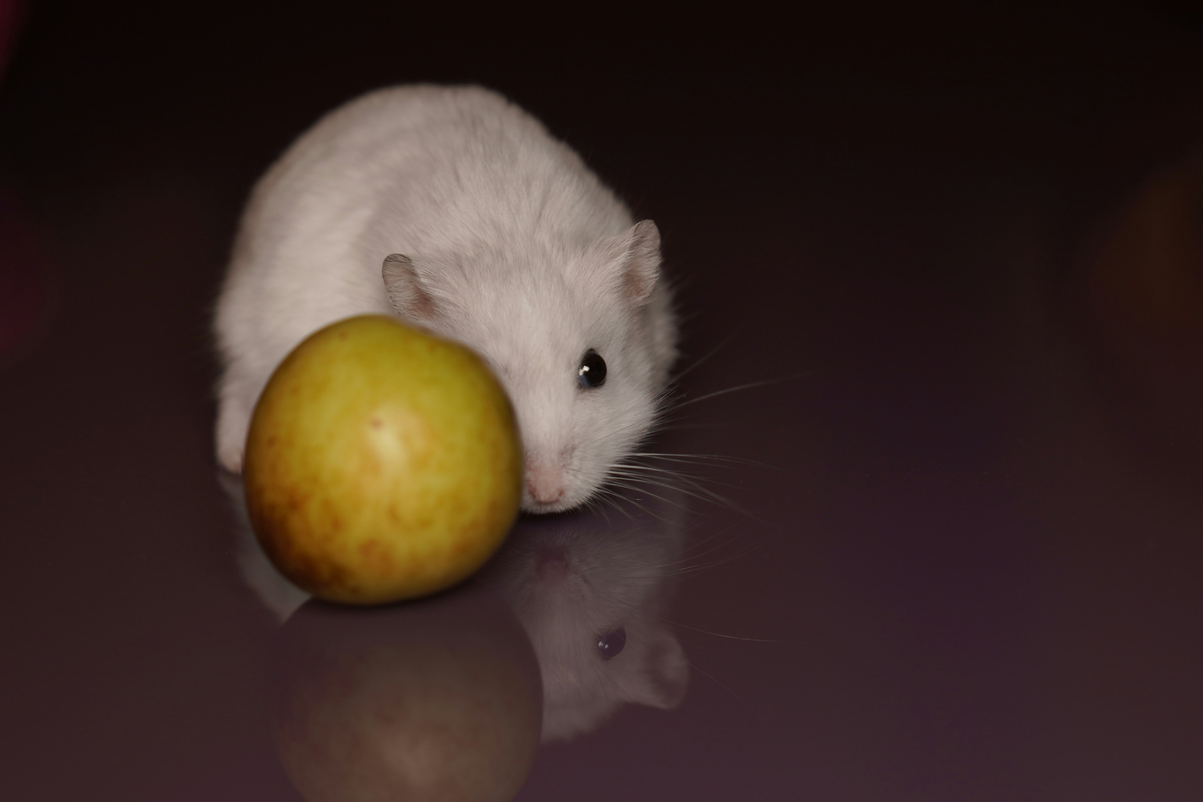 white mouse beside orange fruit