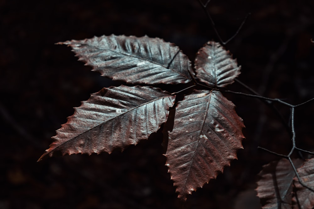 gray leaf in close up photography