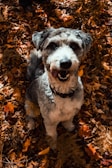 A happy sheepadoodle with a big smile, sitting beside colorful autumn leaves.