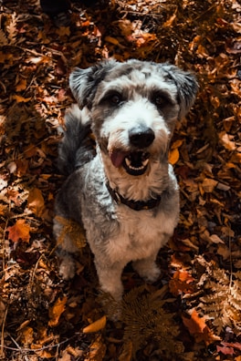 A happy sheepadoodle with a big smile, sitting beside colorful autumn leaves.