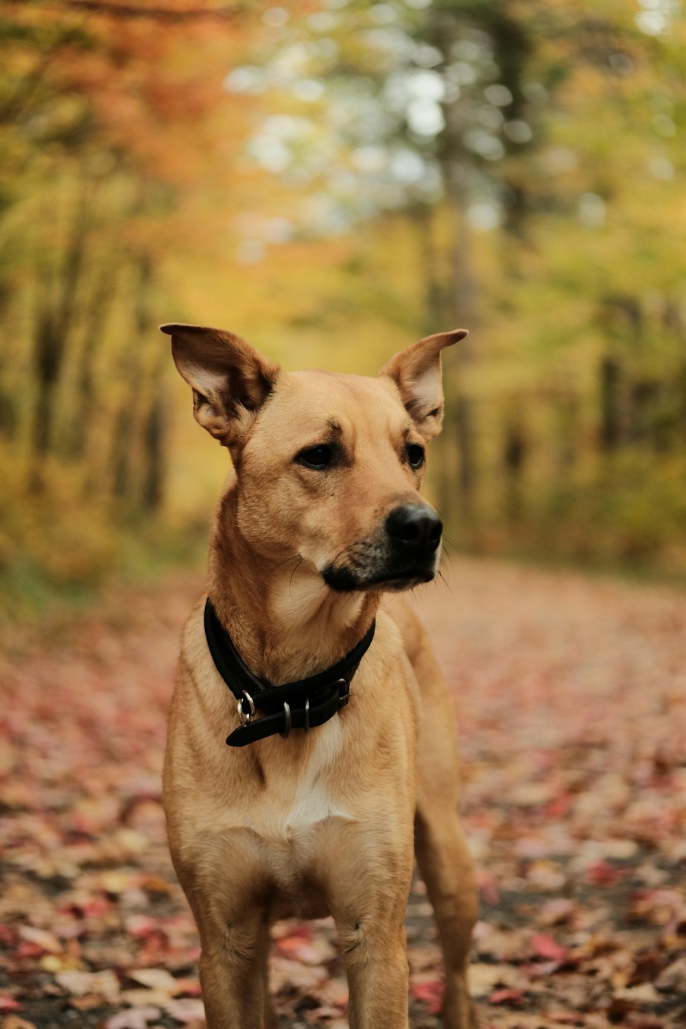 brown short coated dog on brown grass field during daytime