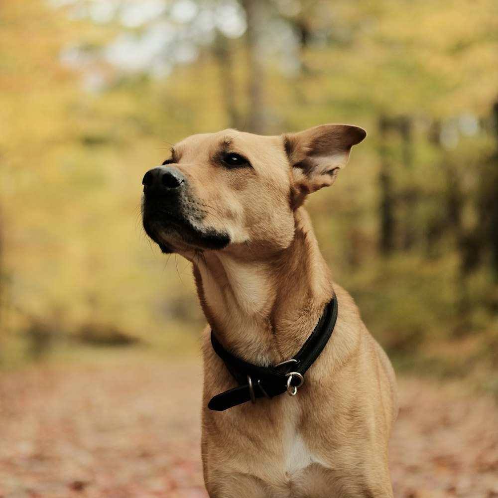 brown short coated dog sitting on brown grass field during daytime