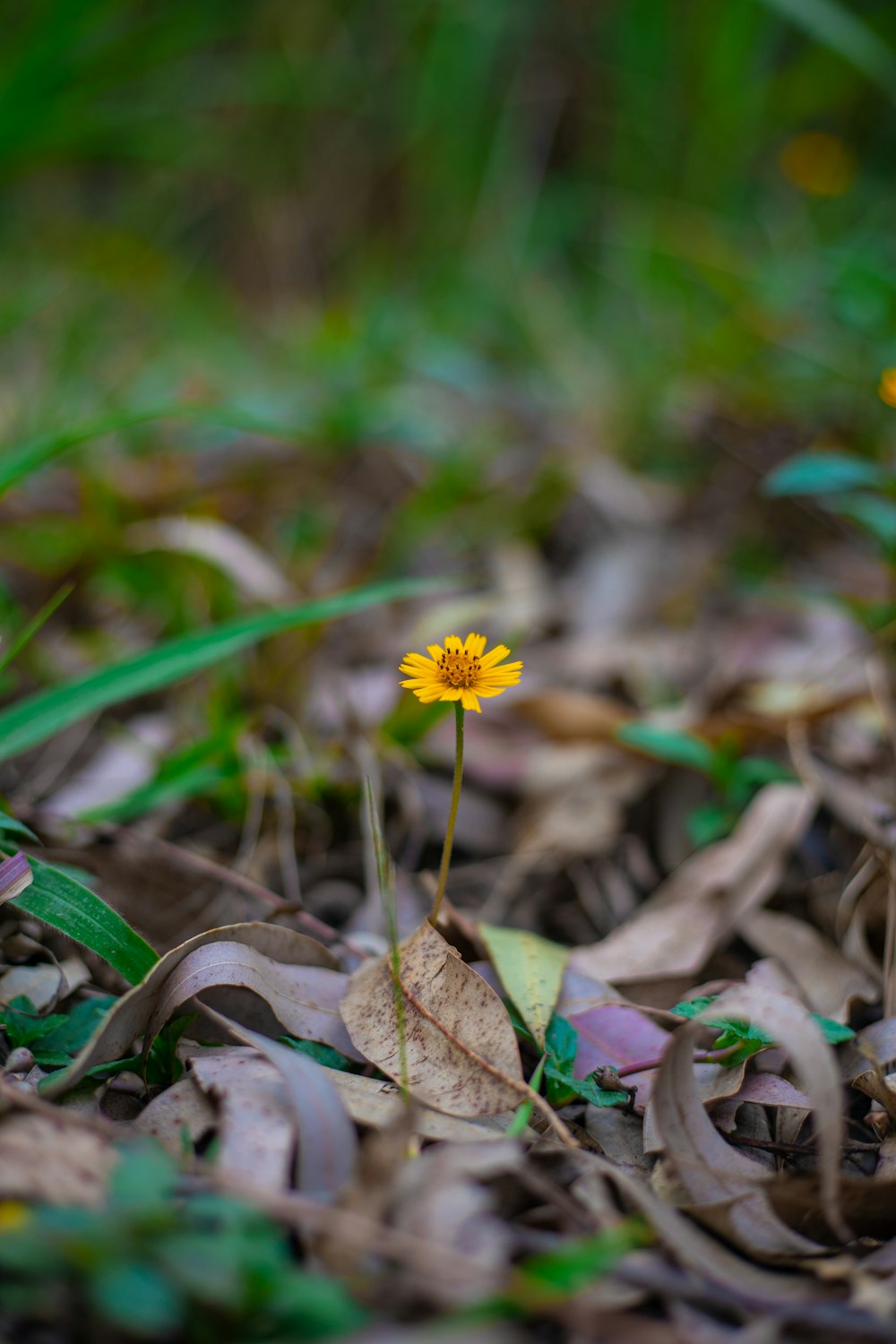 yellow flower on brown dried leaves