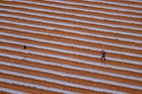 A vast agricultural field with evenly spaced rows of brown soil separated by white plastic sheeting. A lone person, possibly a farmer, is walking between the rows, wearing a red head covering and blue clothing. The field stretches extensively across the image, capturing the geometric pattern of the cultivation process.