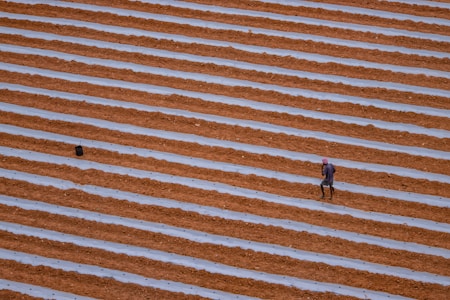 A vast agricultural field with evenly spaced rows of brown soil separated by white plastic sheeting. A lone person, possibly a farmer, is walking between the rows, wearing a red head covering and blue clothing. The field stretches extensively across the image, capturing the geometric pattern of the cultivation process.