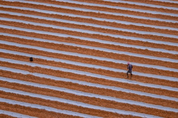 A vast agricultural field with evenly spaced rows of brown soil separated by white plastic sheeting. A lone person, possibly a farmer, is walking between the rows, wearing a red head covering and blue clothing. The field stretches extensively across the image, capturing the geometric pattern of the cultivation process.