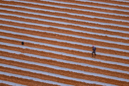 A vast agricultural field with evenly spaced rows of brown soil separated by white plastic sheeting. A lone person, possibly a farmer, is walking between the rows, wearing a red head covering and blue clothing. The field stretches extensively across the image, capturing the geometric pattern of the cultivation process.