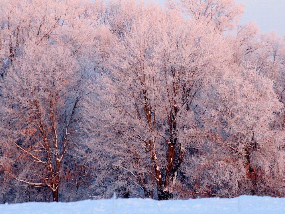 brown trees on snow covered ground during daytime