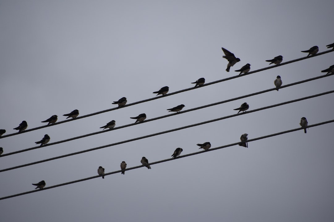birds on wire during daytime