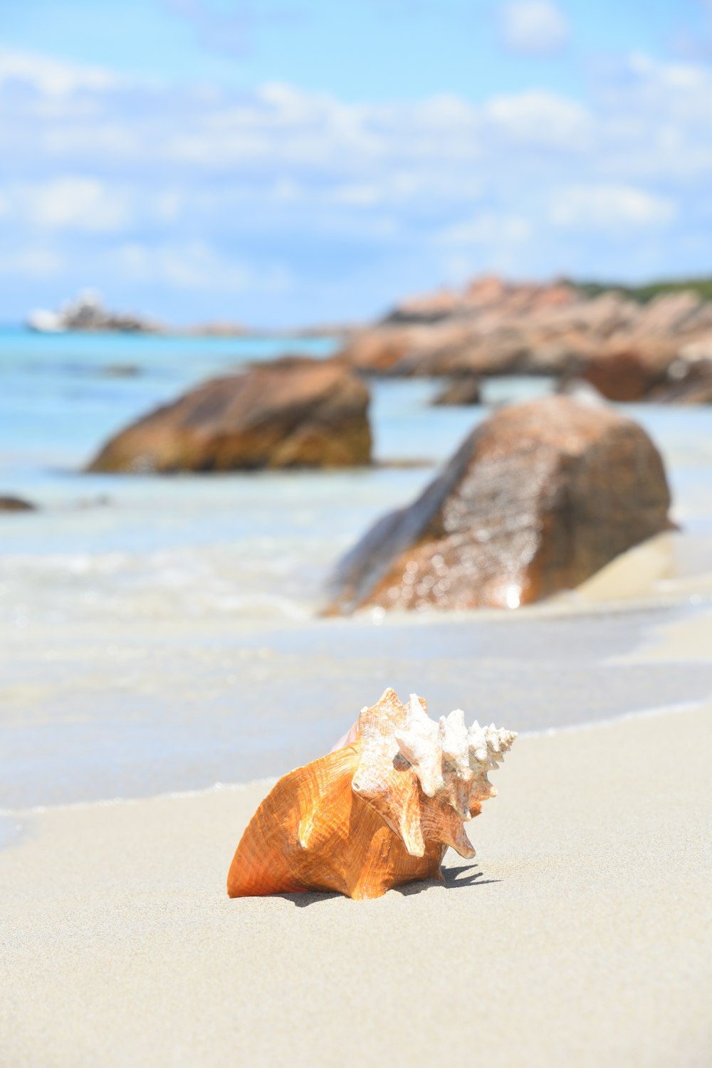 brown and white seashell on white sand during daytime