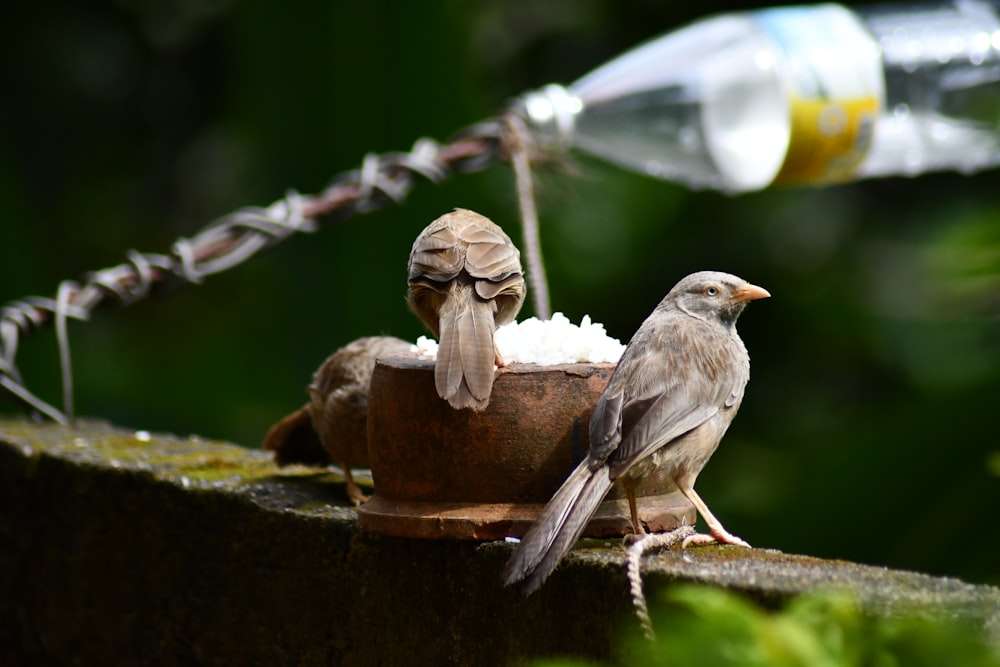 brown and white bird on brown wooden stand