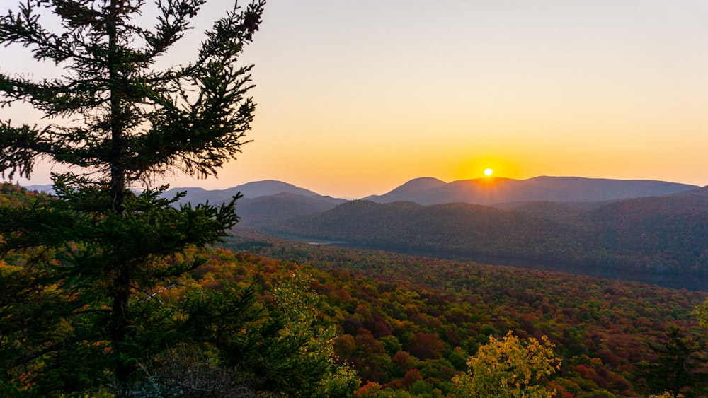 green tree on mountain during sunset