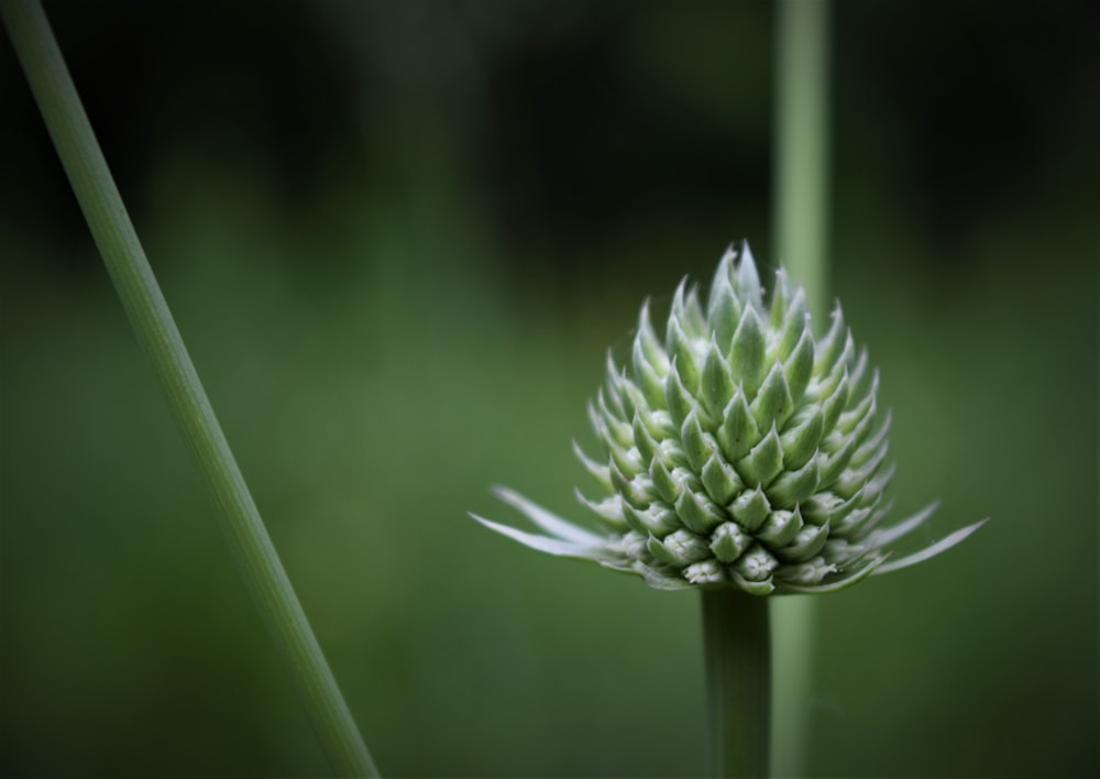 green plant in macro lens