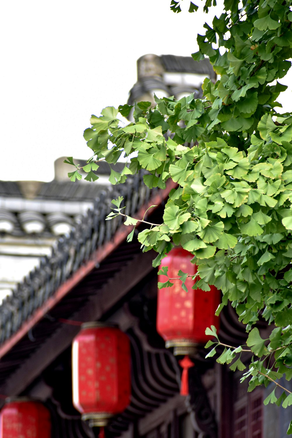 green leaves on red metal fence