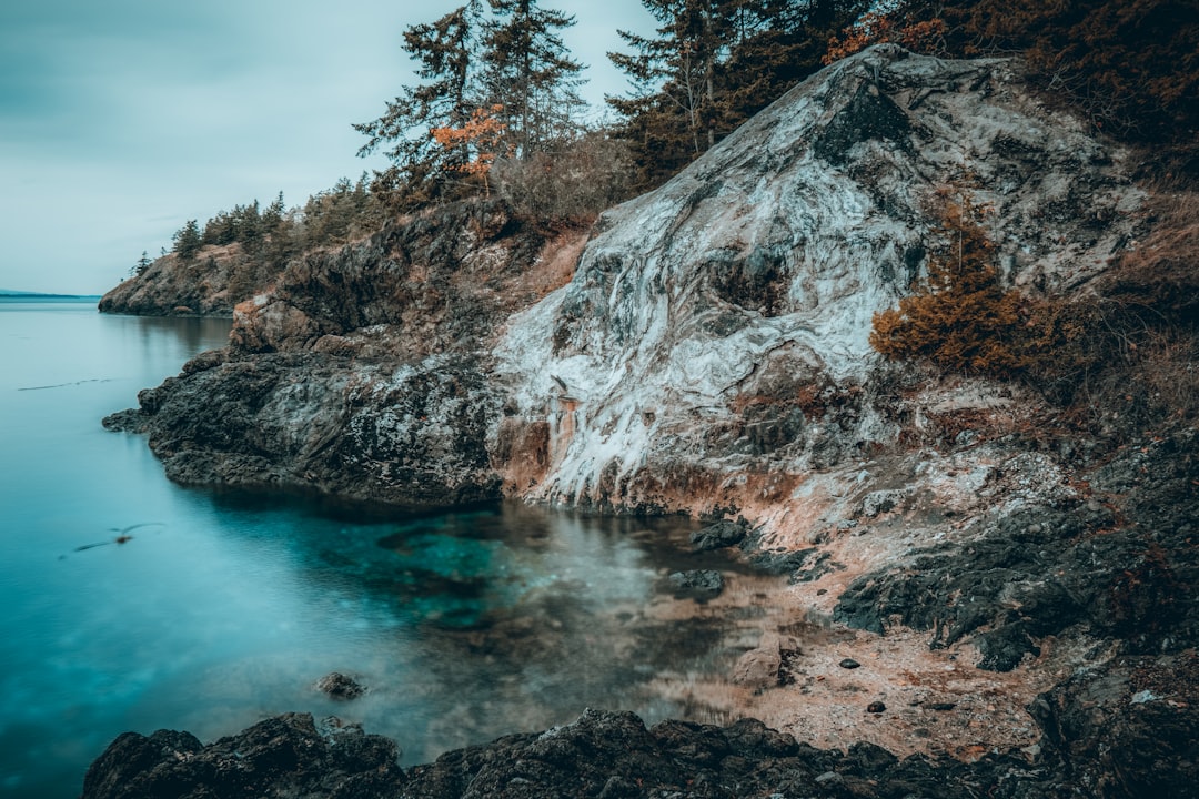 green pine trees beside body of water during daytime