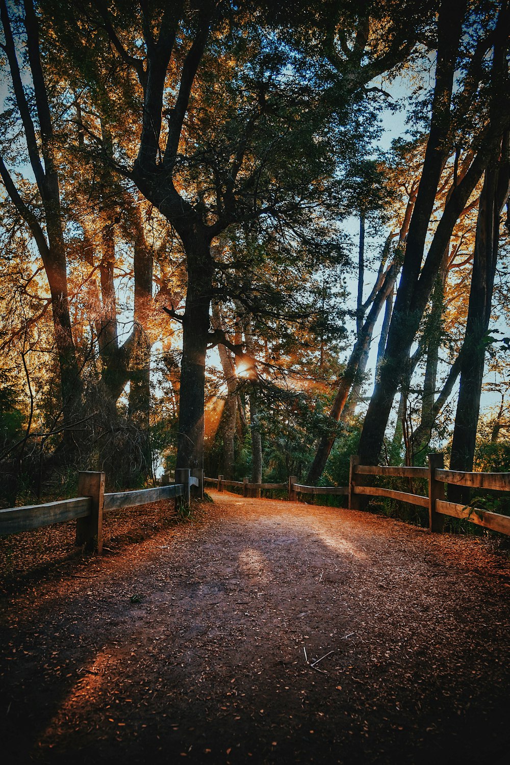 Camino marrón entre los árboles durante el día