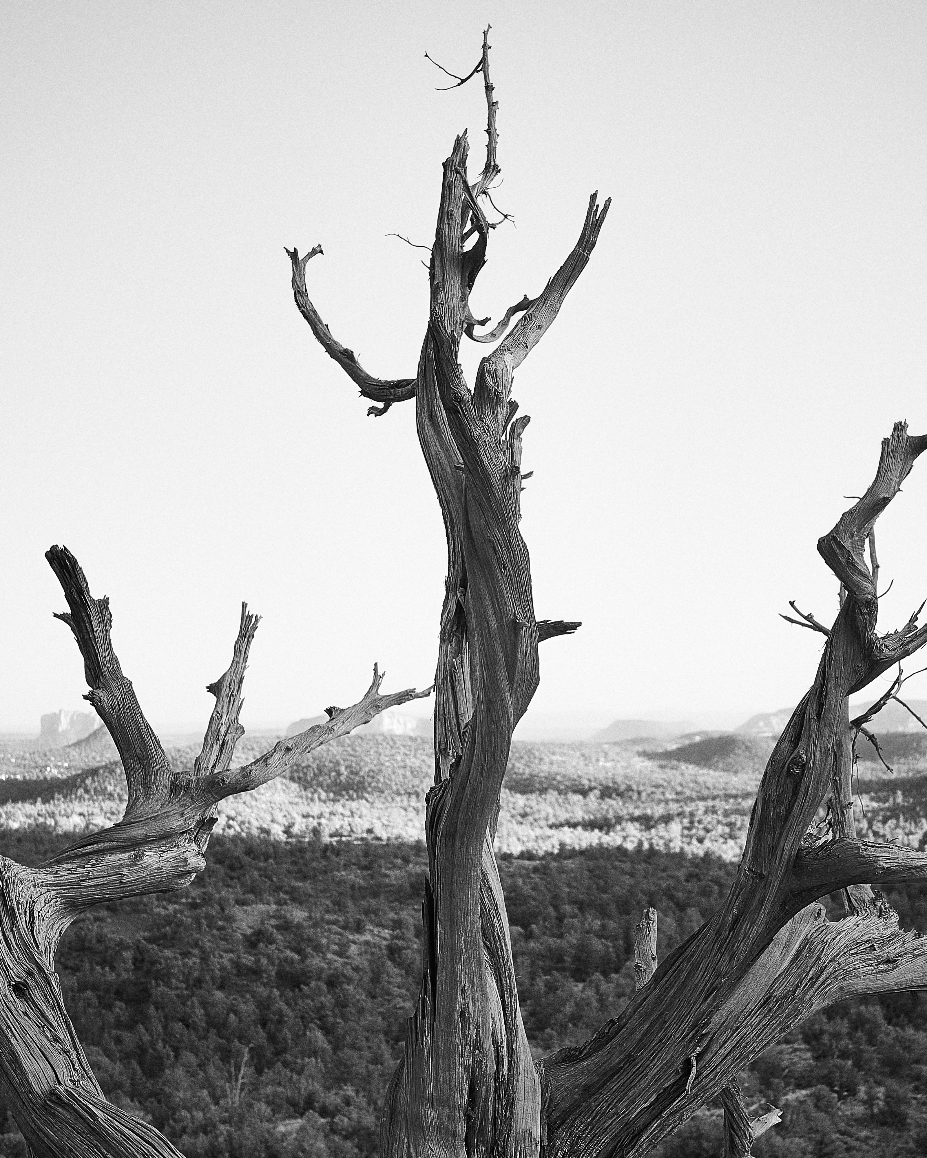 grayscale photo of tree branch